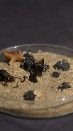 Mushrooms Sporing ...#MushroomMagic #NatureIsWild #fungi #spores