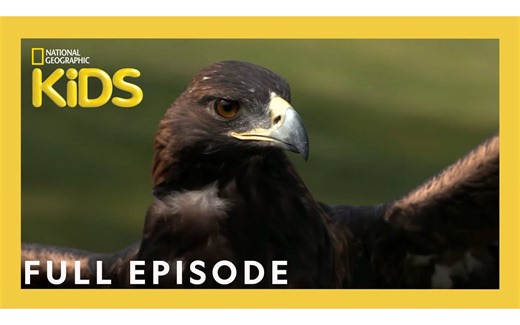 Kirby the Falconer ｜ Weird But True! ｜ S1 E13 ｜ Full Episode ｜ @natgeokids