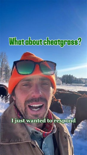 Drylands Agroecology Research on Instagram: "But what about cheatgrass? We've heard this question a lot over the past few days. Many believe that invasive grasses like cheatgrass can only be managed with pesticides. Indigenous land stewards have known for thousands of years what we're rediscovering now: nature has its own tools for managing ecosystems. DAR has been doing the work, using targeted grazing to manage cheatgrass without destroying the soil's seed bank and disrupting fragile ecosystem