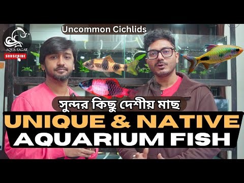 Rare & Uncommon Fish You Should Know | Indian Native Aquarium Fish