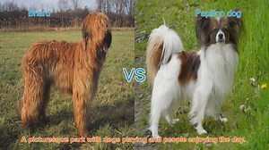 Briard vs. Papillon: A Comparison of Two Distinct Dog Breeds