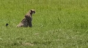 1.1K views · 15 reactions | Imani the female cheetah in Masai Mara is...