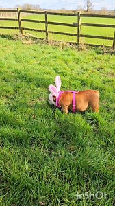 Run rabbit 🩷 🐰 💚 | Pumpkin & Lord Farquaad and memories of the Daddy Prince