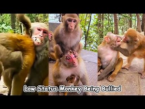 The high-ranking monkey bullied the mother monkey, but the mother monkey did not dare to fight back.