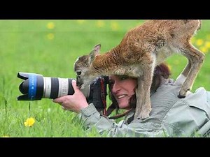 Best Animals Interrupt Humans in the Funniest Ways 🤪 Funny Animal Videos 2025