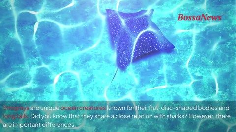 Secrets of stingrays: fascinating facts and risks
