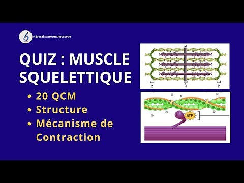 QUIZ Structure Et Mécanisme De Contraction Du Muscle Squelettique