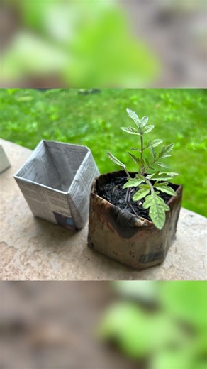 Biodegradable Pots