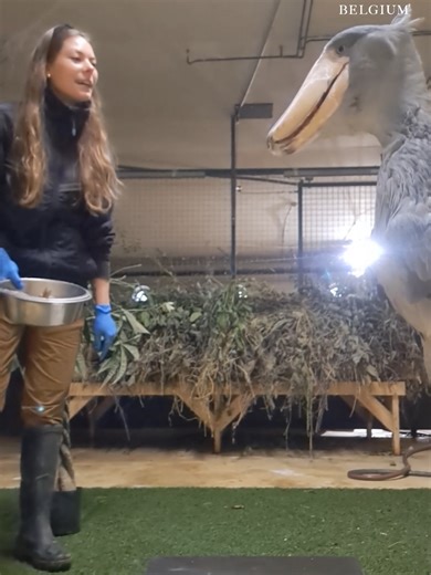 Shoebill weighing day 🩶 Marqoub: 7.12 kg Yappah: 5.26 kg Rare. Ancient-looking. Absolutely fascinating. And that bond with their keeper? Pure trust 🤍 #pairidaiza #shoebill #animalbond #behindthescenes #naturelovers #fyp