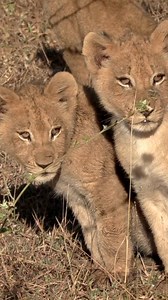 Lion cubs rely entirely on their mother’s return, in vast landscapes, even finding the right location again can be a challenge. #motherhood #porcupinetours #motherlove | Jacqueline Emmanuel