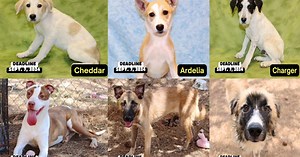 San Angelo Animal Shelter Exceeds Capacity, Faces Euthanasia of 20 Dogs