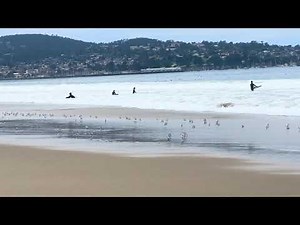 Sanderlings Play Tag with the Waves! 🐦🌊 (Del Monte Beach)