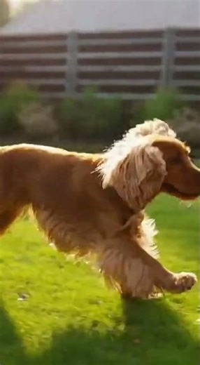 “English Cocker Spaniel:The Energetic Field Hunter” #dog #dogs #doglife #dogshorts #wildlife #facts