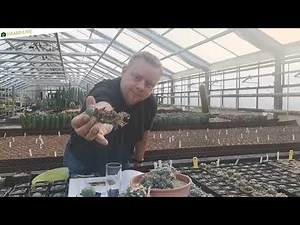 Lophophora bei Kakteen-Haage