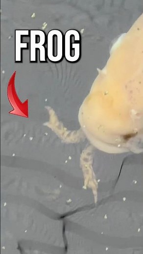 What do koi fish eat?