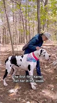 Huge Great Dane Falls In Love With His Trail Grandma