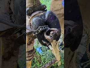 Hoof Care Secrets! Fixing a Cow’s Foot with Expert Trimming