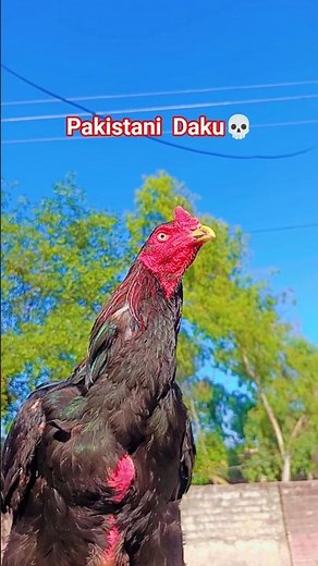 Lover💔Aseel Murga pakistan #aseelmurga #shamo #rooster #foryou #shortvideo #cockfight #roosterfight