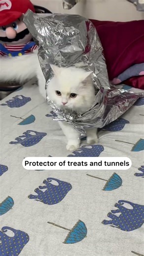 The city was quiet until Snowy put on the cape