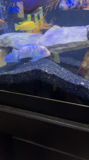 Cichlid Tank #deercreekfarmllc #cichlid #cichlidtank #africancichlid #africancichlidsofinstagram | Allie Ghnaim