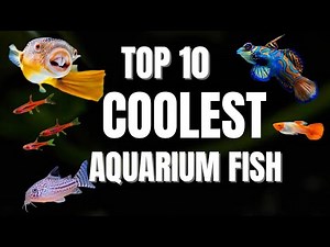 TOP 10 COOLEST AQUARIUM FISHES YOU CAN EVER KEEP