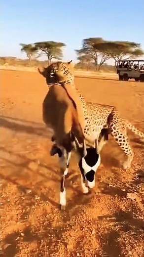 LEOPARD ATTACKS ORYX CALF – Unexpected Mother Defends in a Shocking Wildlife Fight 🦌💥🐆