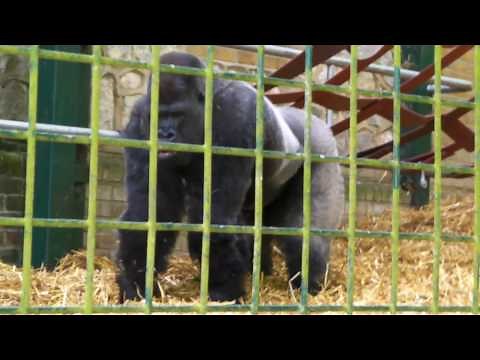 Silverback Western Lowland Gorilla Charge & Beating Chest @ Port Lympne - 2010 Gorilla