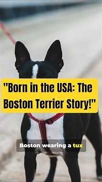 The Remarkable Origin of the Boston Terrier: Born and Bred in the USA!
