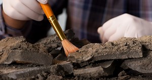 "Alien Plant" Fossil Has Scientists Perplexed