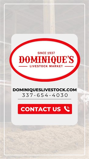 10K views · 106 reactions | Dominique's Livestock Market on Reels | Facebook
