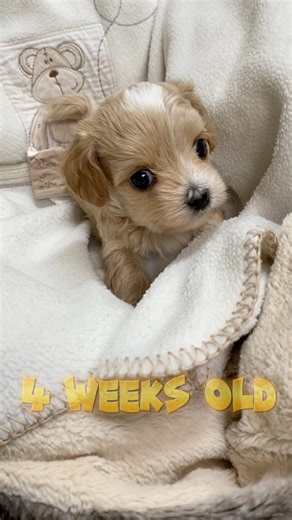 Maltipoo puppy Henry and his growing up video🤗BEFORE&AFTER‼️how this cute puppy has changed in just few weeks time👀🐶🐾 #doglover #doglovers #cutnessoverload #cutepetclub #toomuchcuteness #toocute #toocuteforwords #puppy #puppylove #puppylover #reelsvideo #trendingreels #maltipoosofinstagram #maltipoos #cutestpuppy #dogs #cutestdogs #teddybearlove #teddybeardog #dogofinstagram #instadog #instadoggy #doglife #doglifeisgood #mlapets #pet #petlovers | MLA Pets - My Little Angels