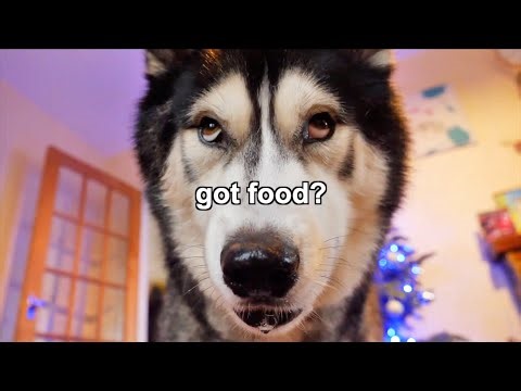 Husky & His Years of Broken Resolutions!