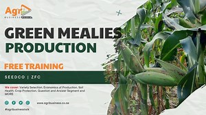Join us in this enlightening and comprehensive training session on green mealie production, where we delve deep into the world of agribusiness. This free training is a must-watch for farmers, agripreneurs, and anyone interested in the business of farming. Our esteemed presenters, Wendy Madzura, Head of Agronomy Services at SeedCo, and Murimisi Justice Chembele, Agronomist at ZFC, share their wealth of knowledge and expertise in this field. With their combined years of experience and deep underst