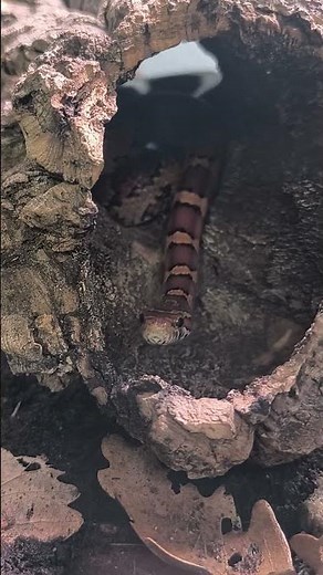 Serpent incroyable : couleuvre des blés en gros plan
