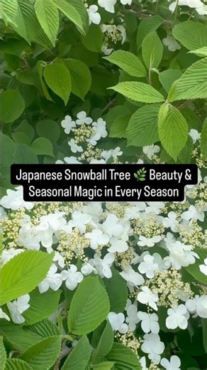 Japanese Snowball Tree 🌿Beauty & Seasonal Magic in Every Season one tree… four seasons of beauty 🤍