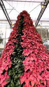 5.7K views · 218 reactions | The Orchid Center Atrium's poinsettia tree may be an easy holiday photo op, but creating it is anything but! 掠 It takes 375 poinsettias – 혌혶혱혩혰혳혣혪혢 혱혶혭혤혩혦혳혳혪혮혢 'Jubilee Pink' – and 혈혨혭혢혰혯혦혮혢 혤혰혮혮혶혵혢혵혶혮 'Silver Bay', to bring it to life. | Atlanta Botanical Garden | Facebook