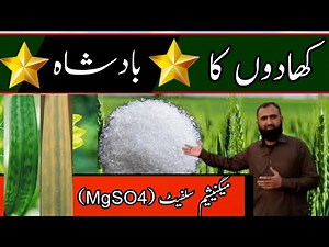 Magnesium sulphate fertilizer for Wheat || Bilal Kanju Official