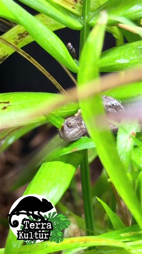 #furciferlateralis #carpetchameleon #chameleon #terrarium #terrakultur