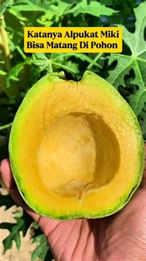 Miki Avocados Can Ripen on the Tree⁉️ A Fact That Is Still Debated‼️