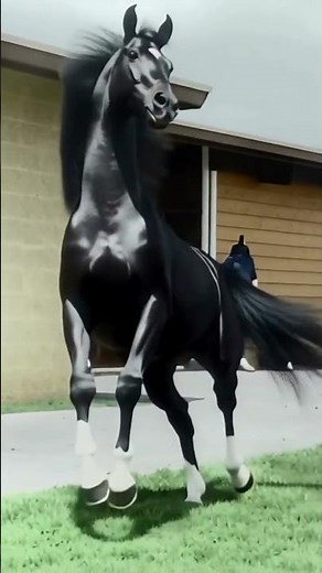 They lied to us about The Black Stallion?! 🤯 #TheBlackStallion #horse
