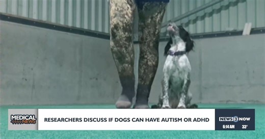 Researches discuss if dogs can have autism or ADHD