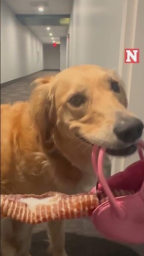 Dog Struts Home From Pet Store With Bone in Her Pink Purse
