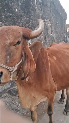 Exploring the Simplicity of Cow Village Life in Rural India
