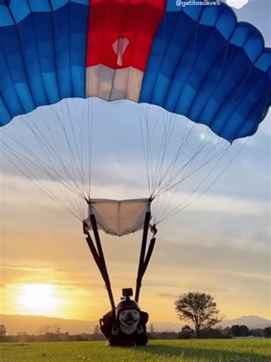 Reto extremo: ¡Salto en paracaídas con PIbble!