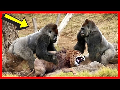 Animal Attacks Compilation (2020) | Animal Attacks Close Calls [NEW]