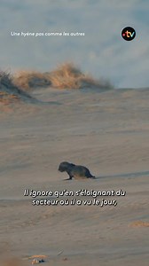 547K views · 4.9K reactions | Perdu et en danger, ce bébé otarie se...