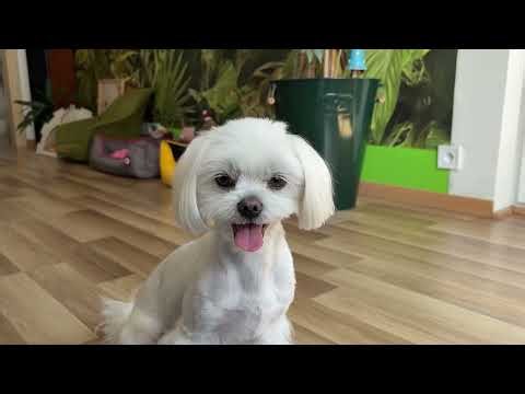 Maltese gets cute haircut and delicious reward 🍗