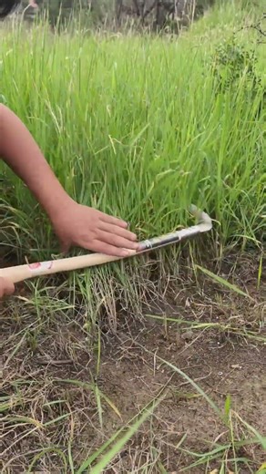 Listening to the sound of mowing the lawn is so relaxing#A video documenting rural