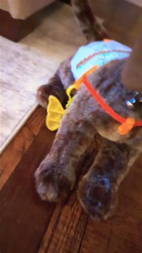 Playing with my Douglas dog ivy!! stuffed animal dog #douglasdogs