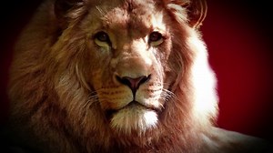 Лев Анимация Фото 3D - Free video on Pixabay